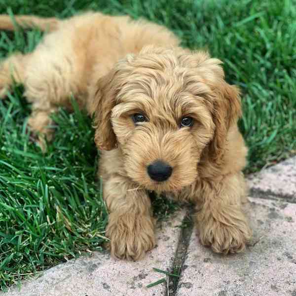 FREE GOLDEN DOODLE PUPPIES AVAILABLE FOR NEW HOMES  - foto 2