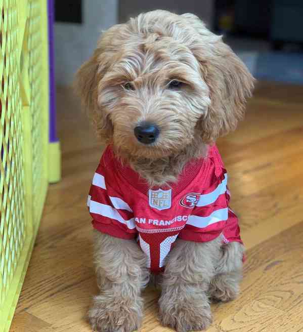 FREE GOLDEN DOODLE PUPPIES AVAILABLE FOR NEW HOMES  - foto 1