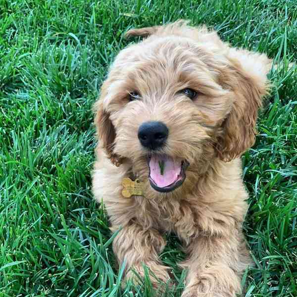 FREE GOLDEN DOODLE PUPPIES AVAILABLE FOR NEW HOMES  - foto 4