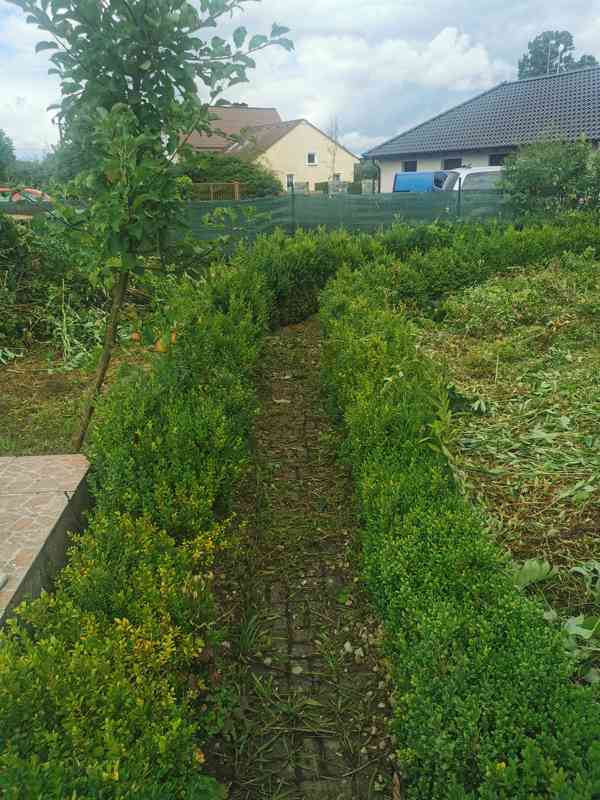 Buxus - foto 3