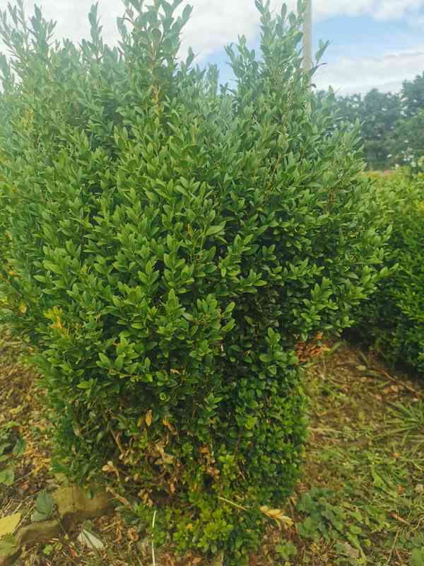 Buxus - foto 2