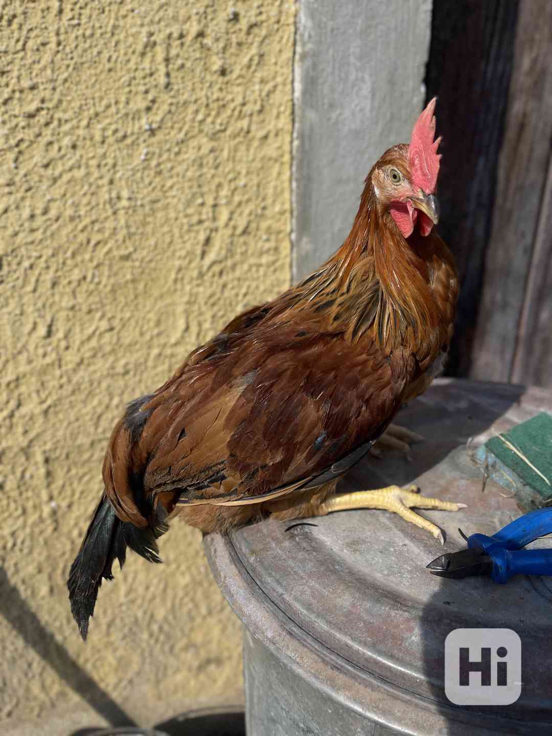 Kohouti - foto 1