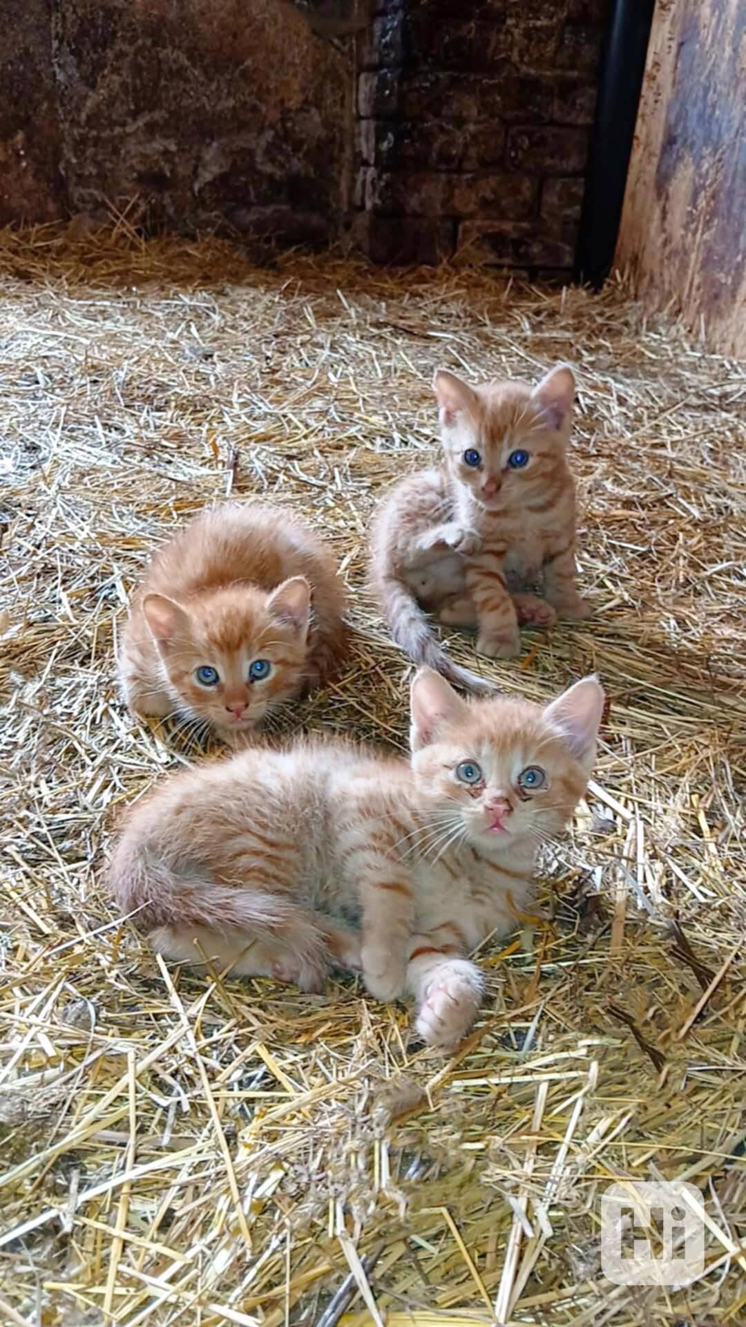 daruji koťata - kocourci - foto 1