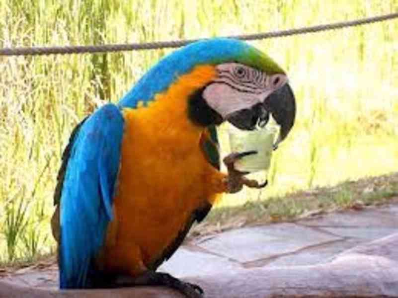 Zkrocení a mluvící papoušci ara k adopci - foto 1