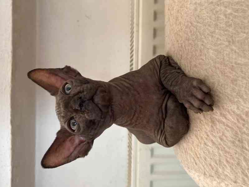 SPHYNX koťátko bez PP - foto 2
