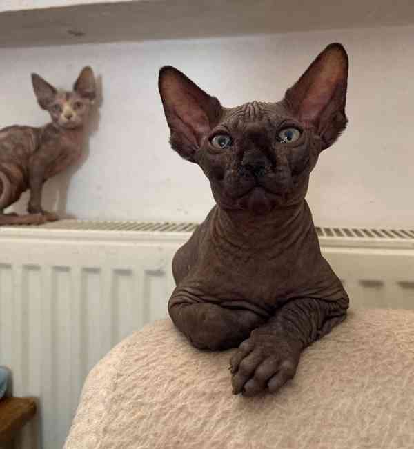 SPHYNX koťátko bez PP - foto 1
