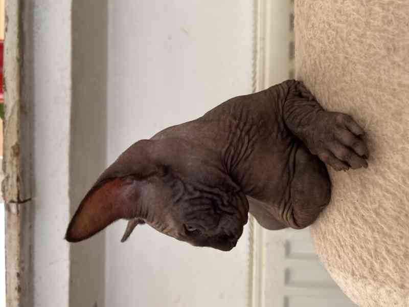 SPHYNX koťátko bez PP - foto 3