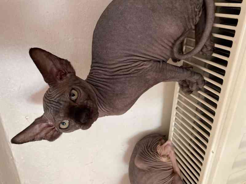 SPHYNX koťátko bez PP - foto 4