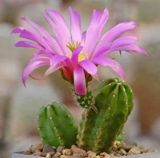 Kaktus Echinocereus viereckii var. morricalii - semena