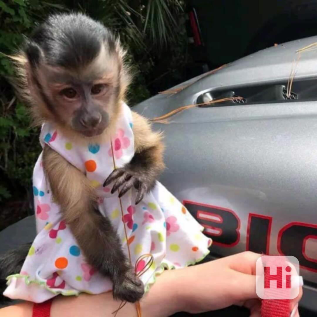 Máme k adopci vynikající kapucínskou opici - foto 1