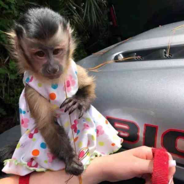 Máme k adopci vynikající kapucínskou opici - foto 1