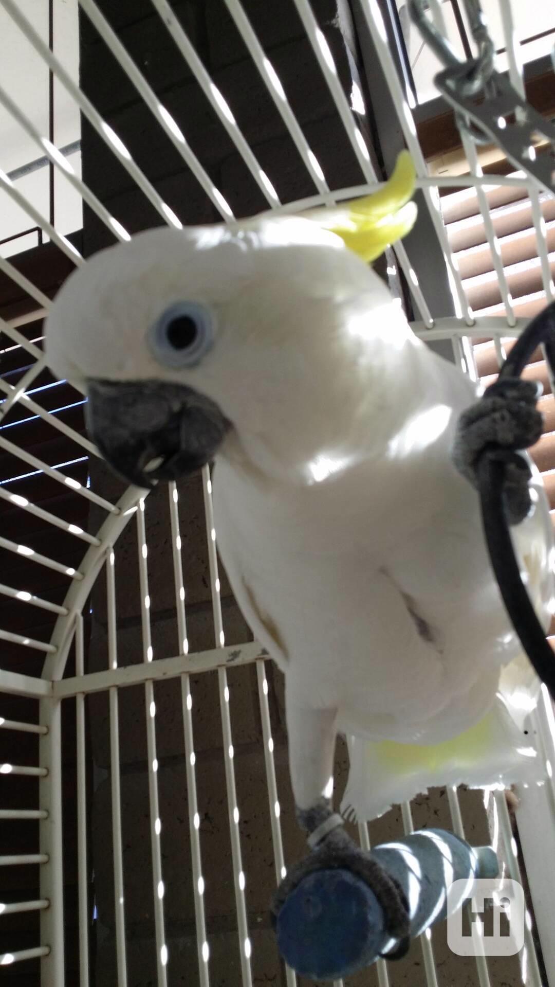 2 papoušci kakadu Deštník nyní k bezplatné adopci    - foto 1