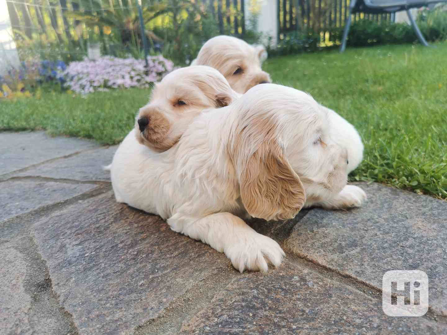 Anglický kokršpaněl štěňata - foto 1