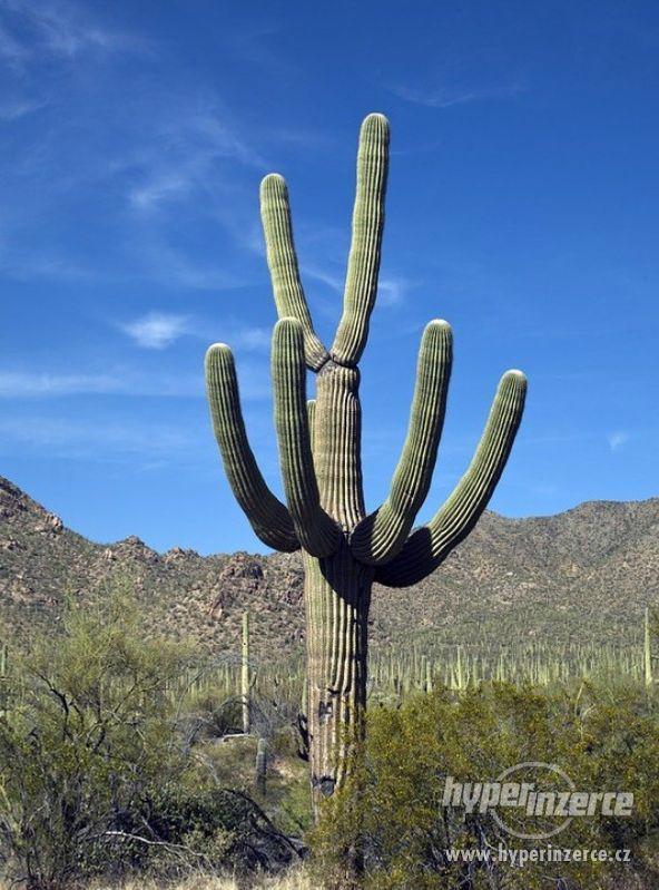 Kaktus Carnegiea gigantea - semena - foto 1