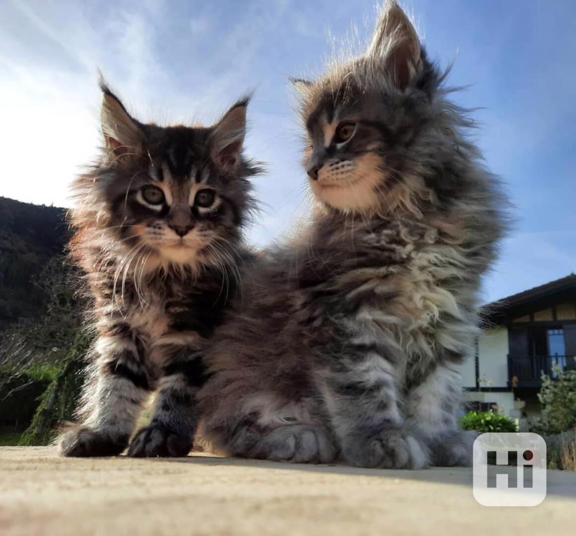 Nádherná mainská mývalí koťata k adopci - foto 1