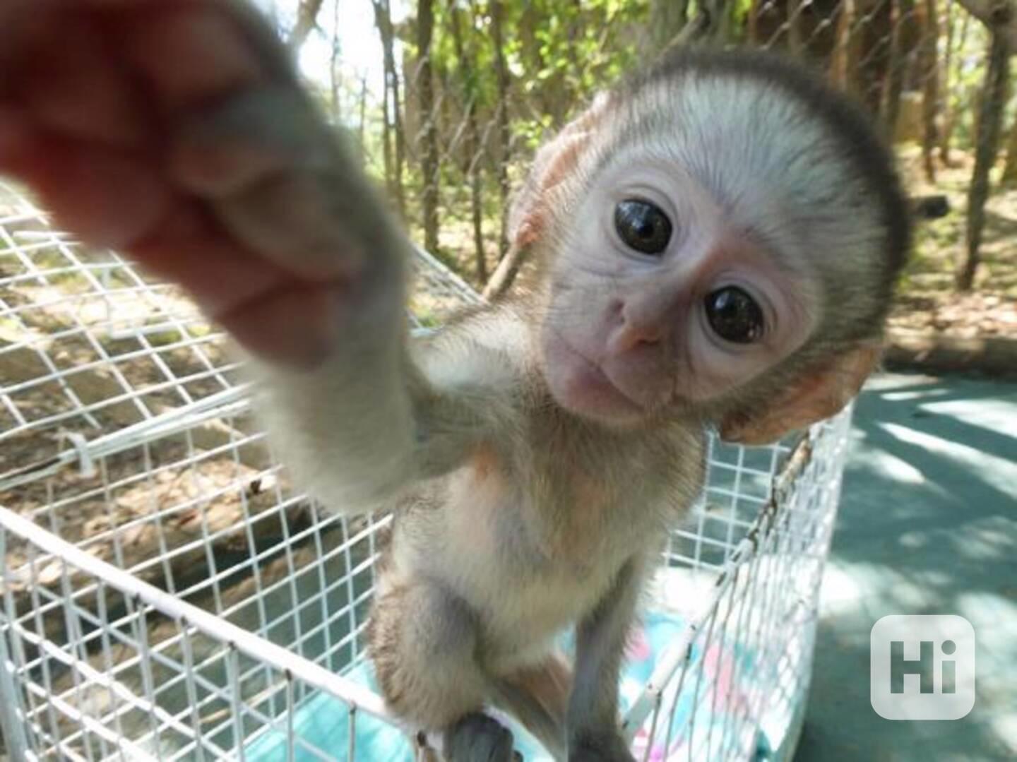 OPICE KAPUCÍNSKÉ K ADOPCI - foto 1