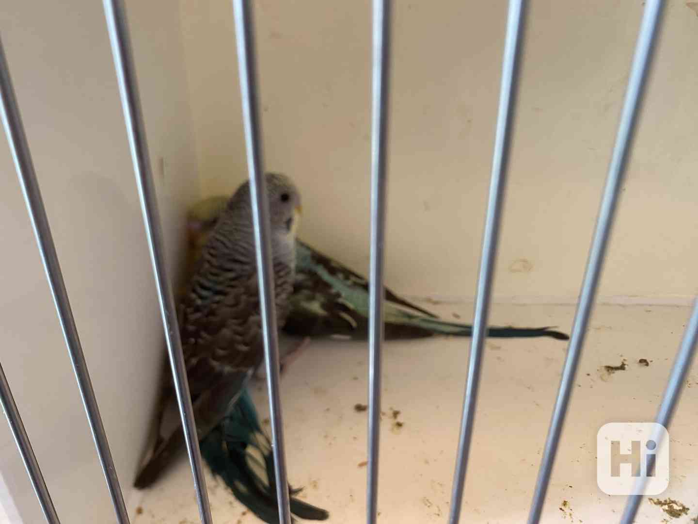 Andulky blakwings(černokřidle) a Hagoromo (vrtulníky) - foto 1