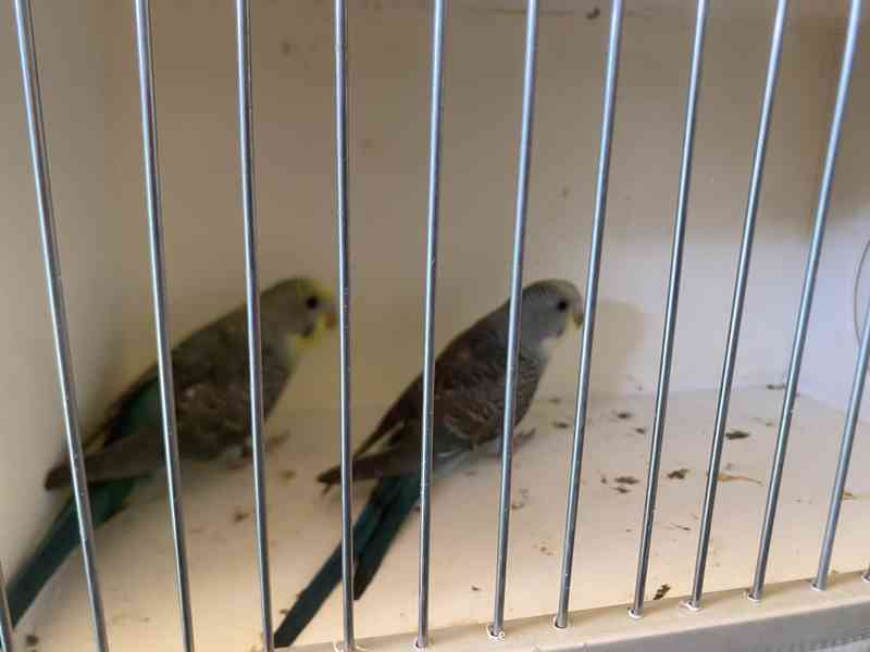Andulky blakwings(černokřidle) a Hagoromo (vrtulníky) - foto 3