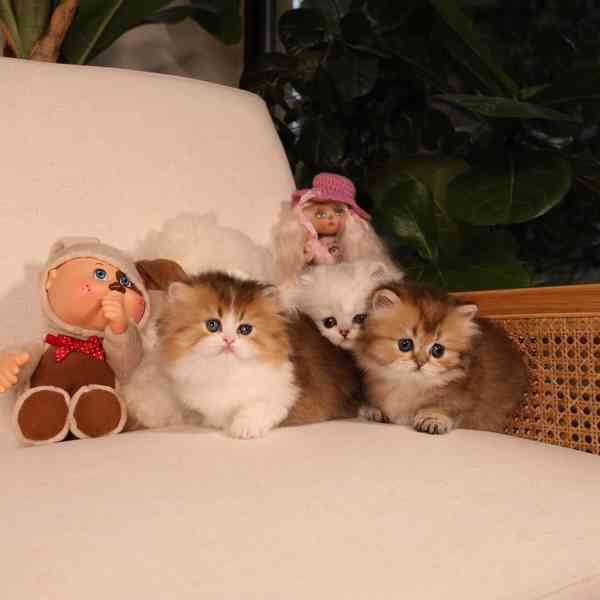 Koťátka britské krátkosrsté plemene munchkin, samci a samice - foto 3