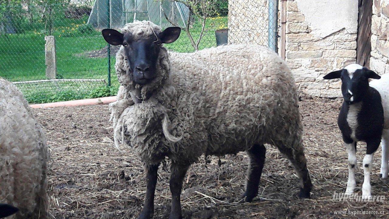 Mladé ovečky - foto 1