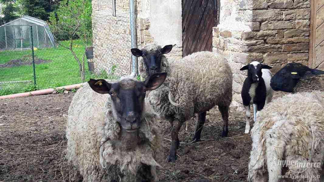 Mladé ovečky - foto 2