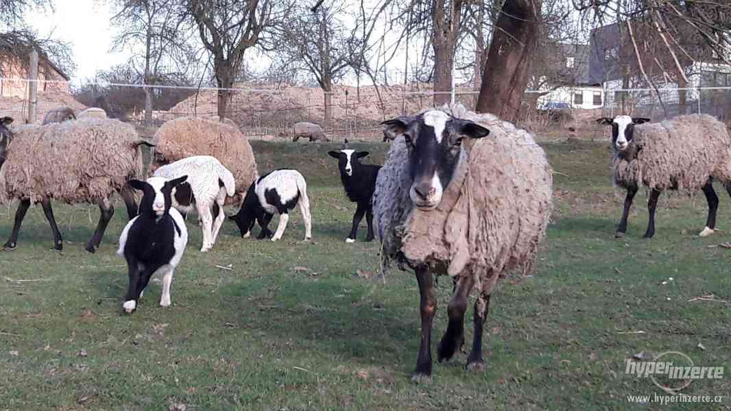 Mladé ovečky - foto 3