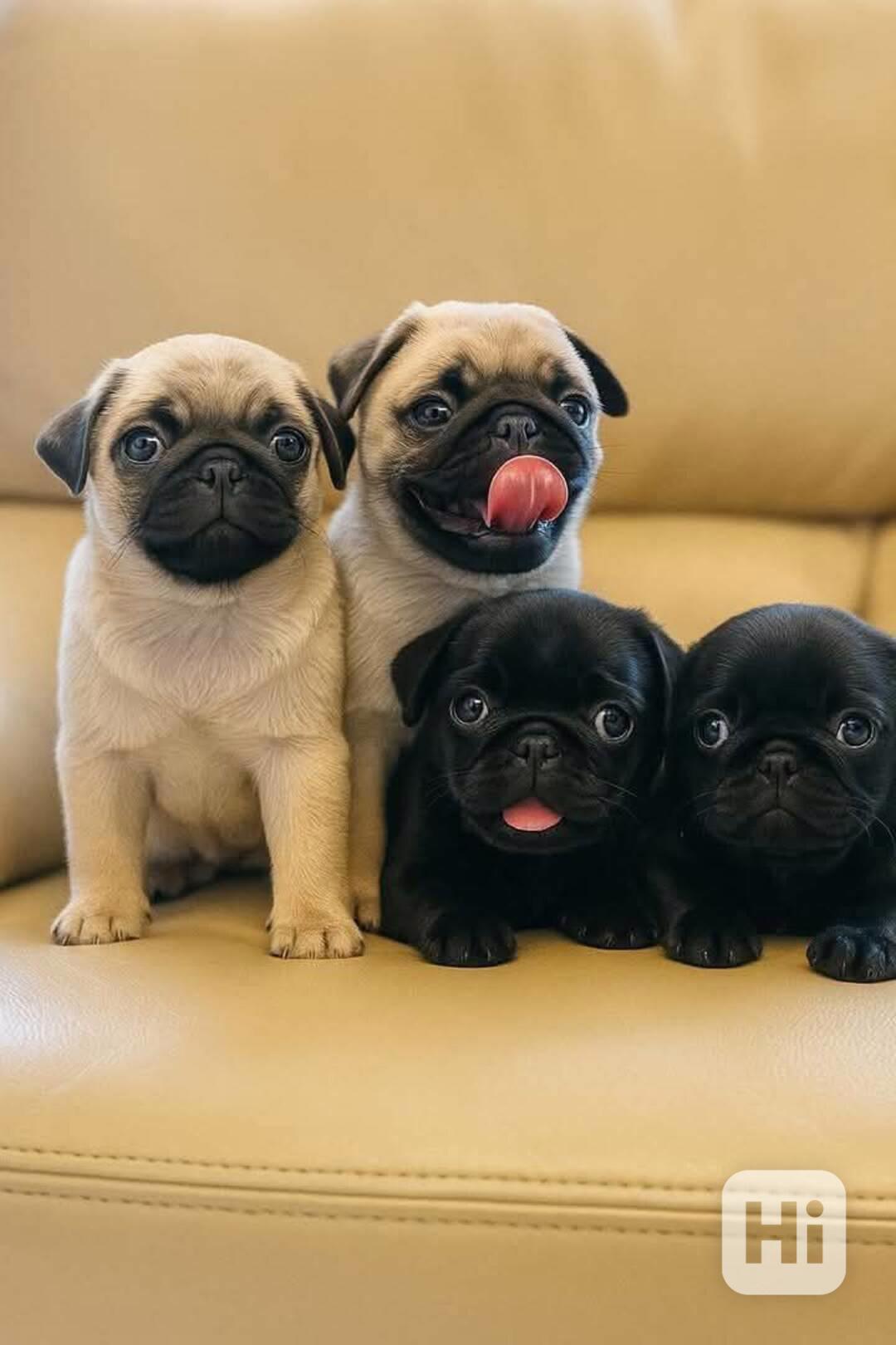 Dárek zdarma  krásná štěňata mopse k adopci   - foto 1