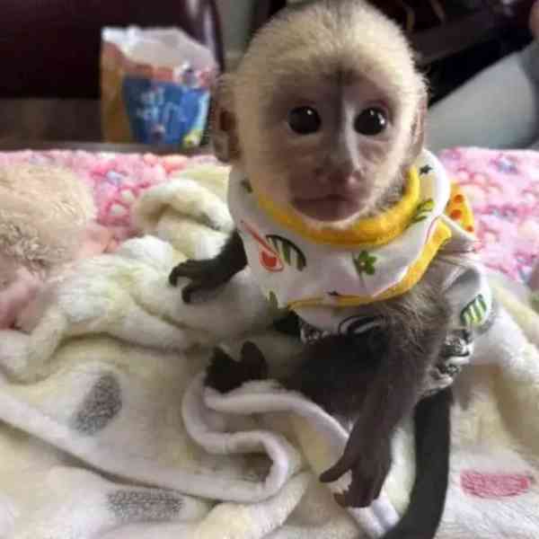 K dispozici roztomilé kapucínské opice 