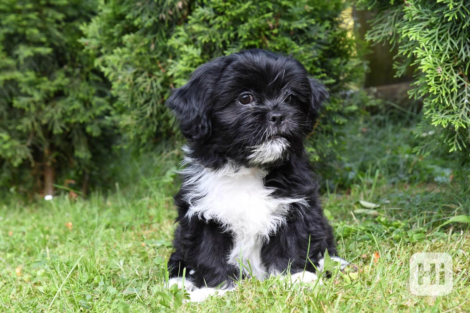 Lhasa Apso štěně - foto 1