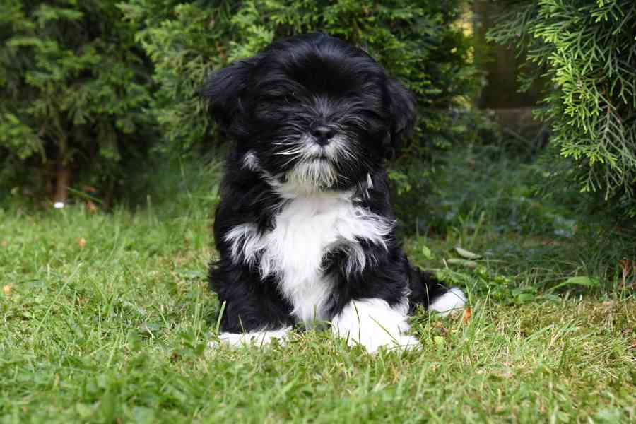 Lhasa Apso štěně - foto 2