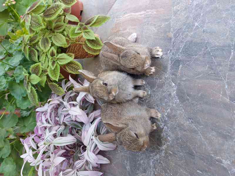 Zakrslý králík - sameček - foto 2