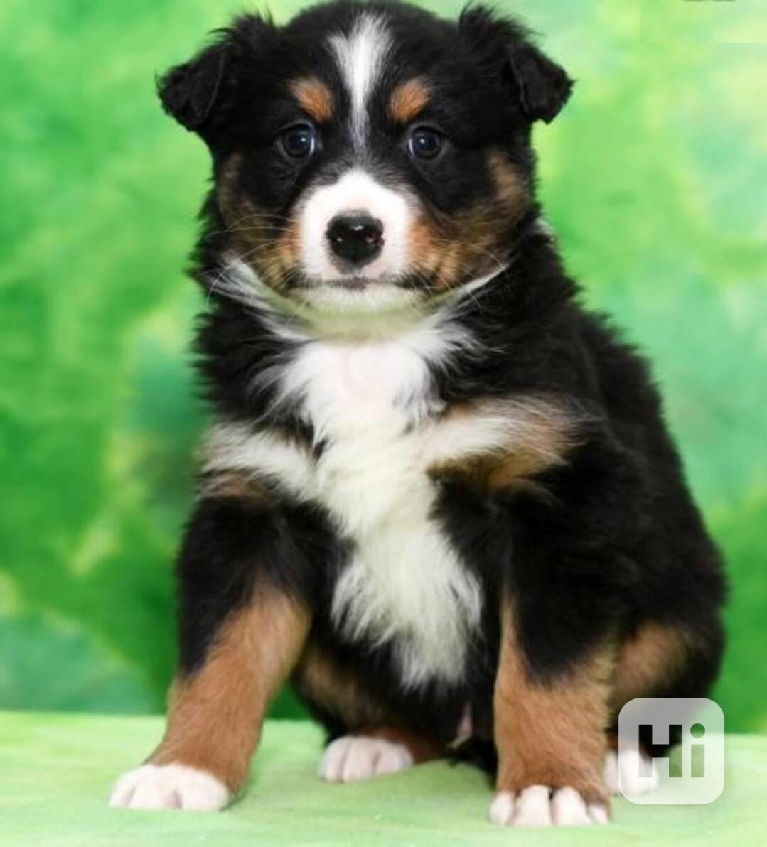 Štěňata australského ovčáka k dispozici k adopci - foto 1