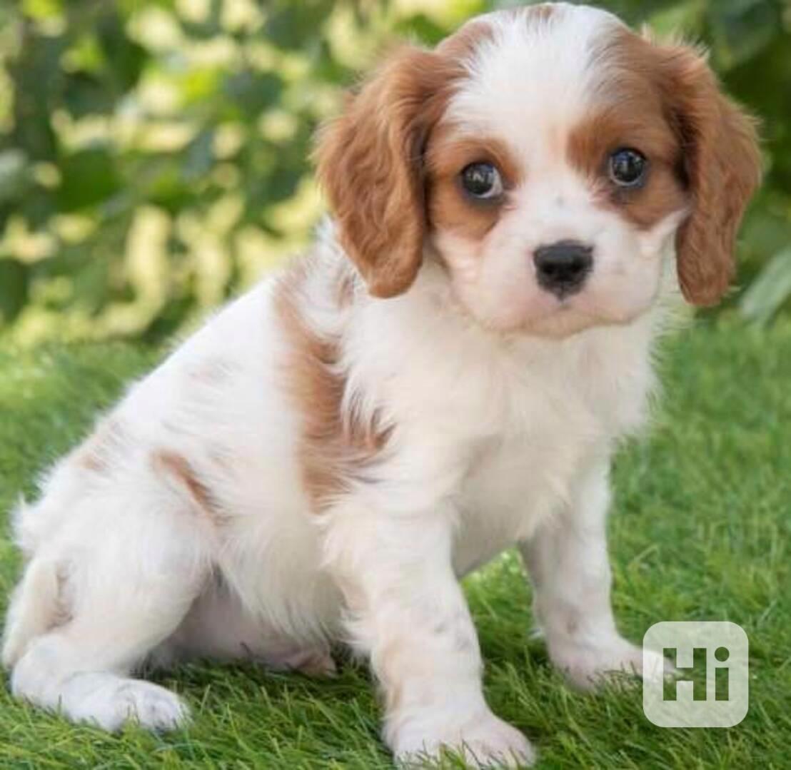 Kavalír King Charles španěl k dispozici - foto 1