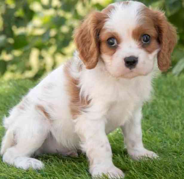 Kavalír King Charles španěl k dispozici - foto 1