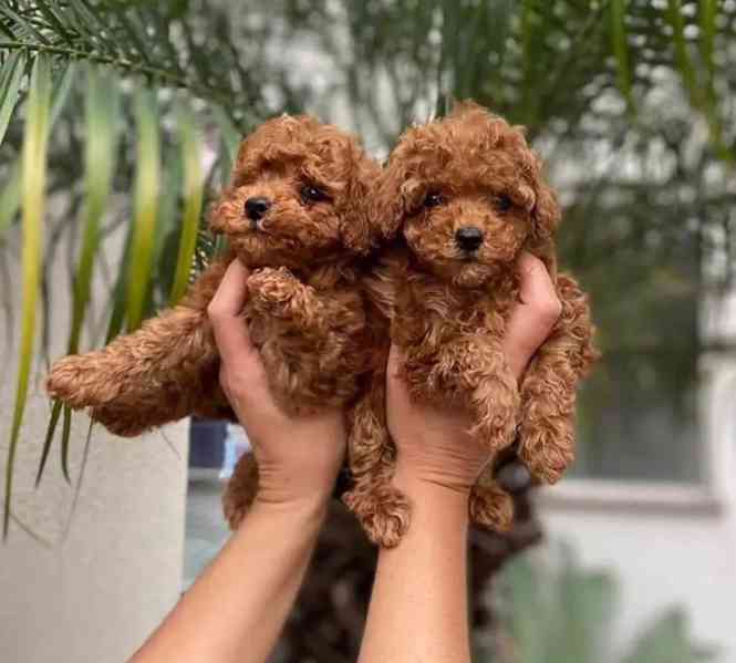 Toy pudlové s pp - foto 2