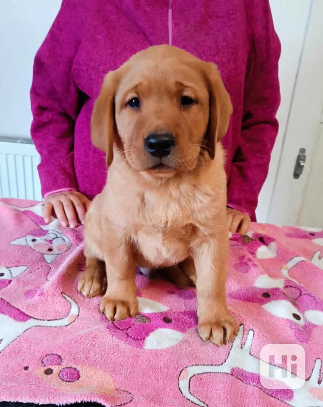 krásný labradorský retrívr k adopci - foto 1