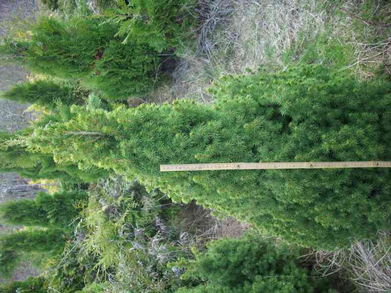Vzrostlé jehličnany Picea glauca-conica - foto 1