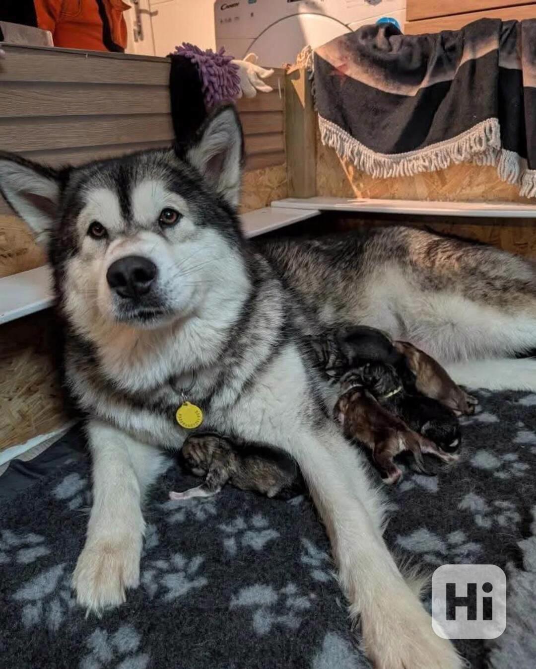 Štěňata aljašského malamuta registrovaná v KC, 27. generace  - foto 1