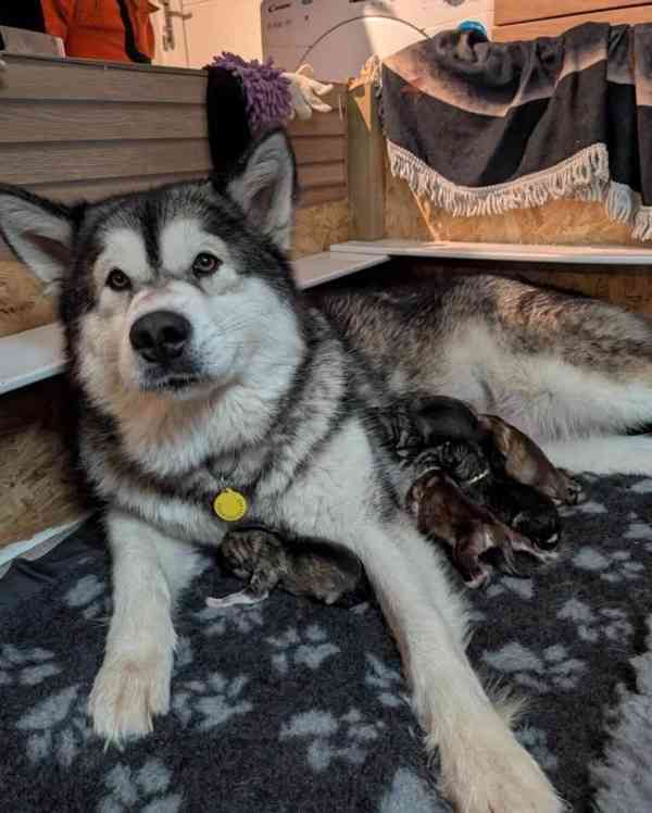 Štěňata aljašského malamuta registrovaná v KC, 27. generace  - foto 1