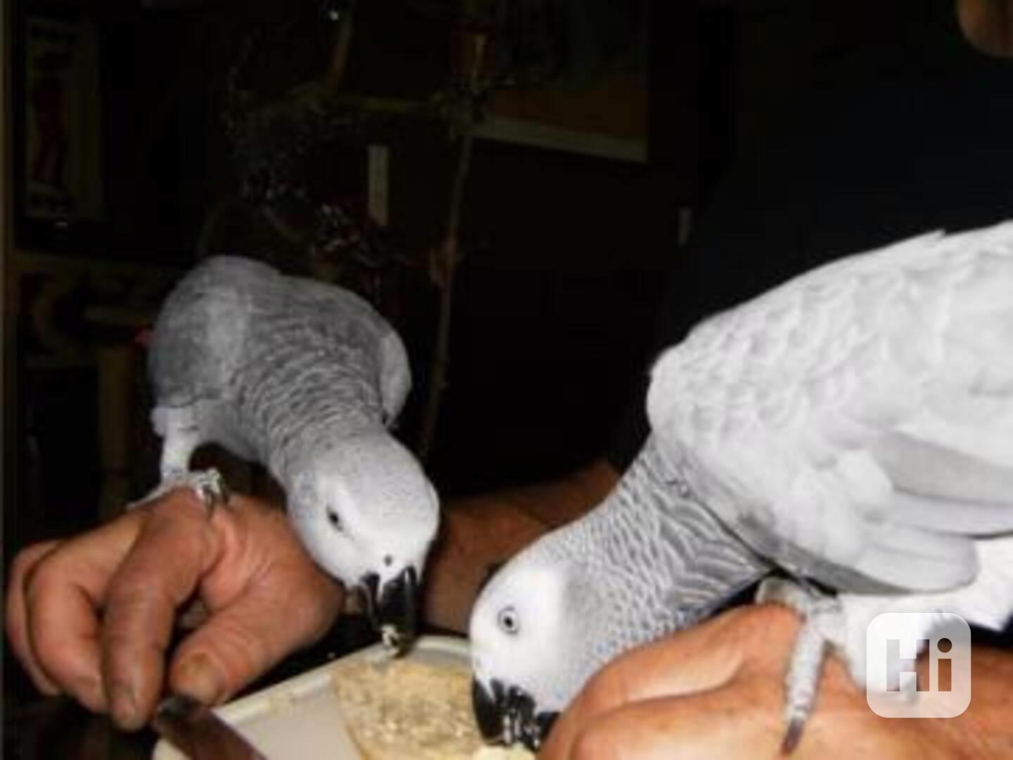 Pár mluvících afrických papoušků šedých - foto 1