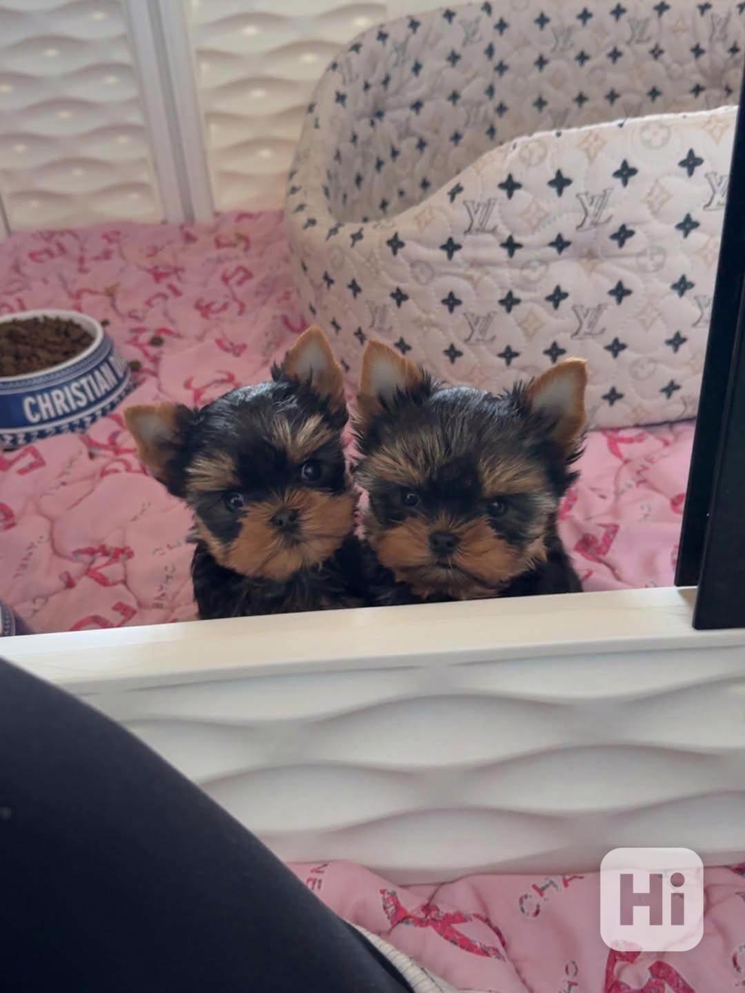 Štěňata Yorkshire teriéra WhatsApp: +34 691 11 04 90 - foto 1