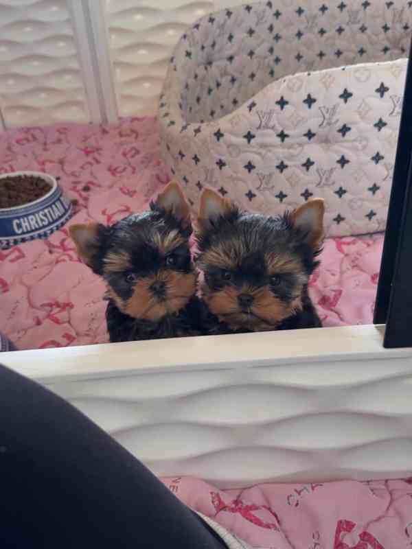 Štěňata Yorkshire teriéra WhatsApp: +34 691 11 04 90 - foto 1