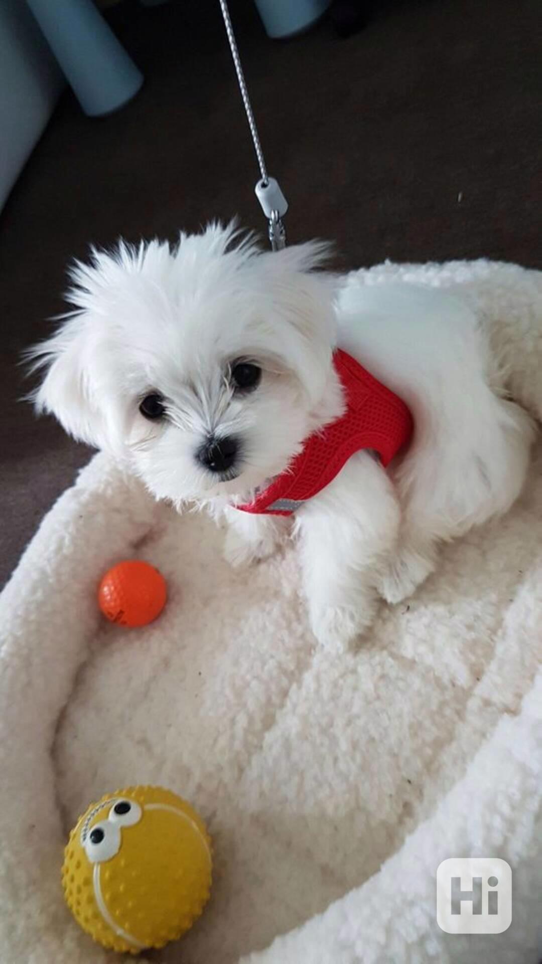 Maltézský psík - krásný pejsek na prodej - foto 1