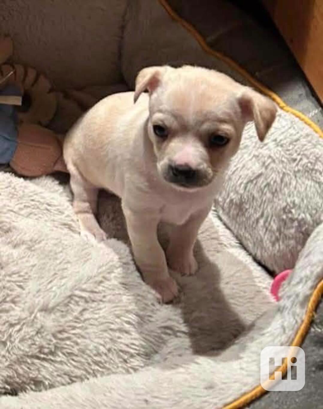 Čivava s PP  - foto 1