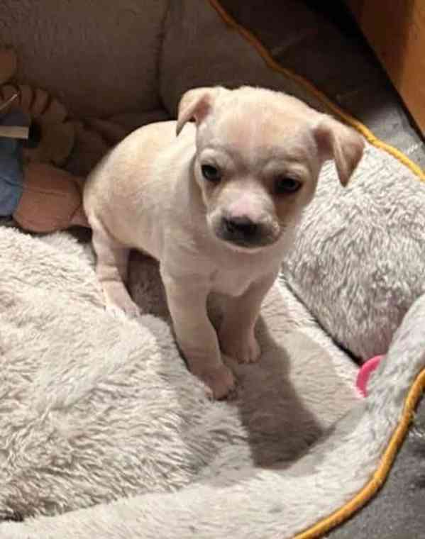 Čivava s PP  - foto 1