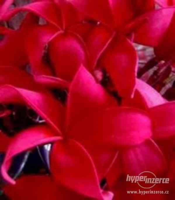 Plumeria Red fire - semena - foto 1