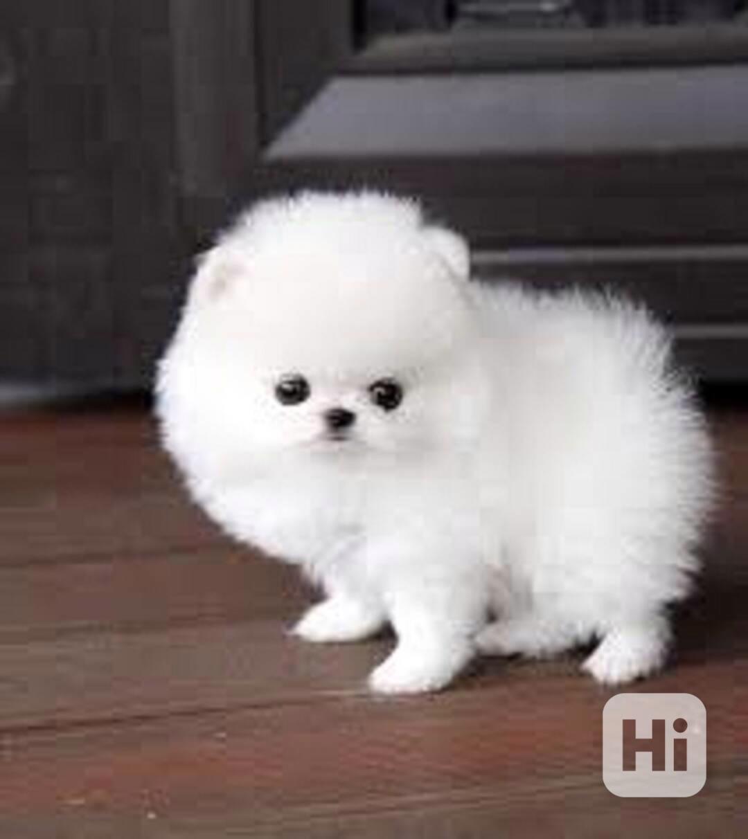 Německý špic. Mini pomeranian bez PP - foto 1