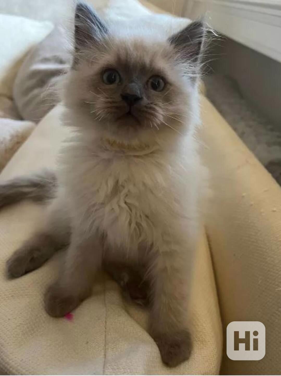 Birma koťata s rodiči s rodokmenem - foto 1