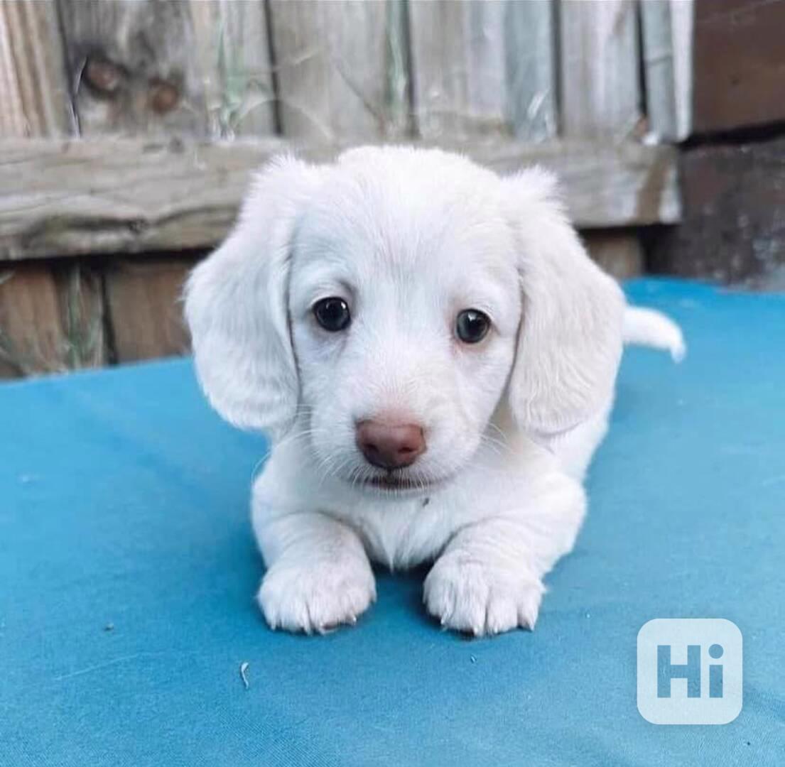  Štěně jezevčíka připravené udělat váš domov šťastným🐾 - foto 1