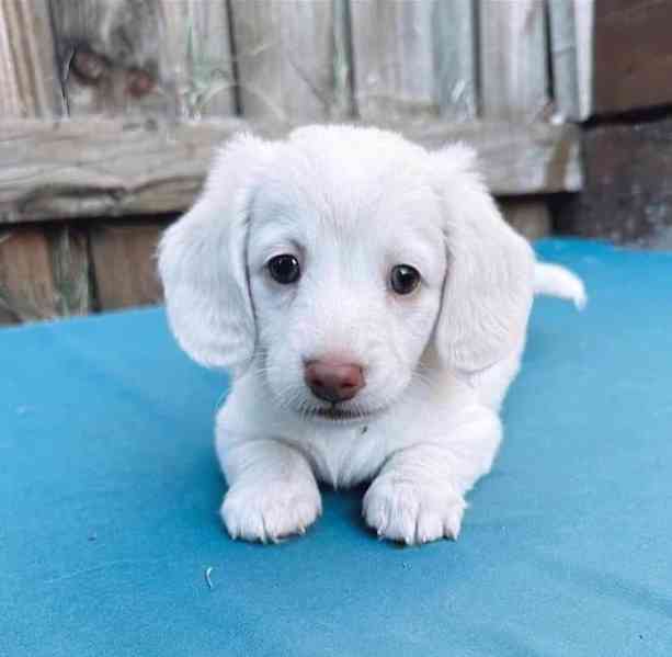  Štěně jezevčíka připravené udělat váš domov šťastným🐾